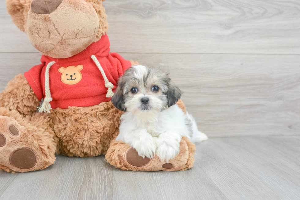 Teddy Bear Puppy for Adoption