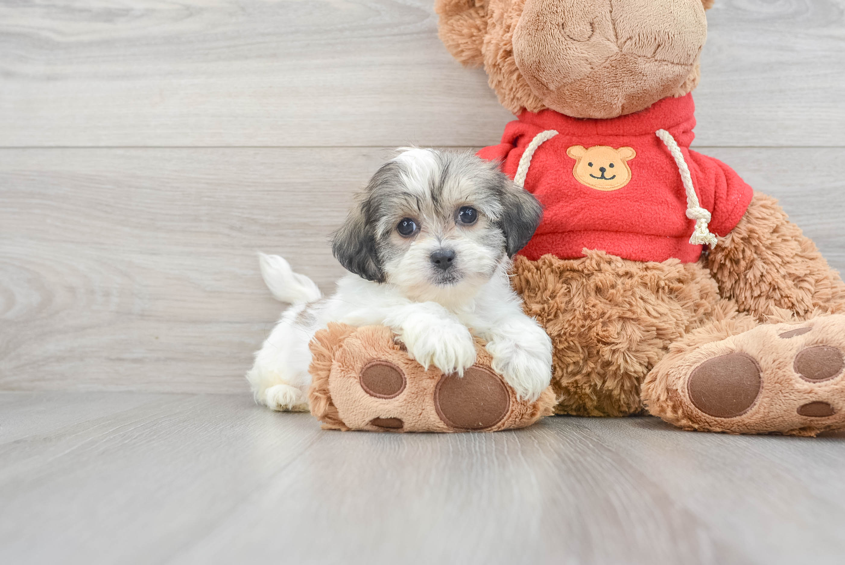 Cute Teddy Bear Missy 2lb 12oz Designer Puppy