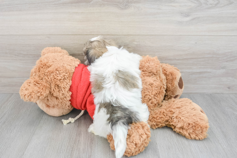 Teddy Bear Puppy for Adoption