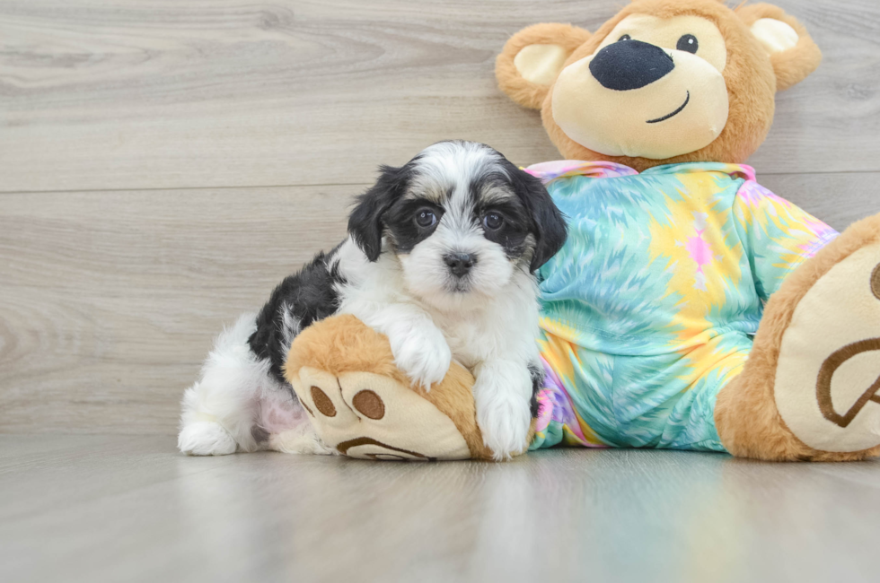 6 week old Teddy Bear Puppy For Sale - Seaside Pups