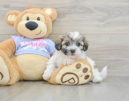 6 week old Teddy Bear Puppy For Sale - Seaside Pups