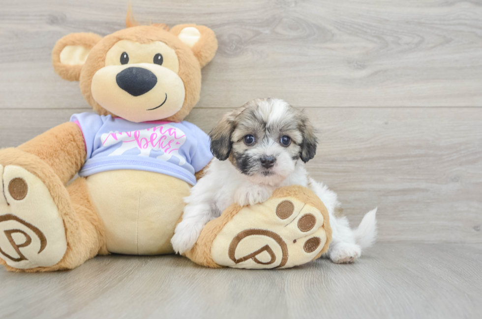 5 week old Teddy Bear Puppy For Sale - Seaside Pups