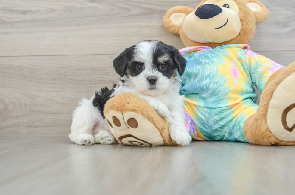 6 week old Teddy Bear Puppy For Sale - Seaside Pups