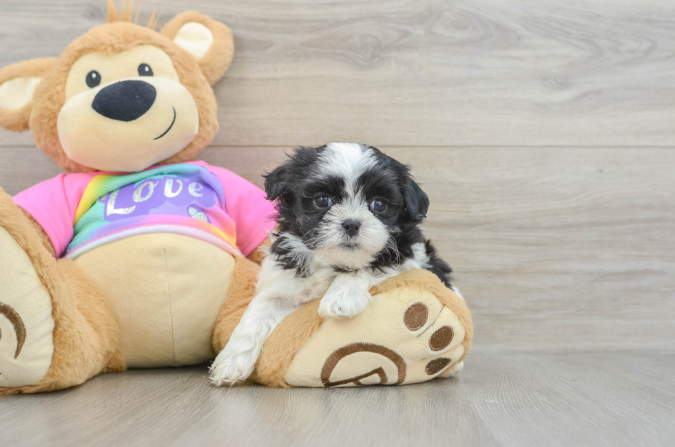 5 week old Teddy Bear Puppy For Sale - Seaside Pups