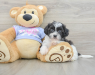 5 week old Teddy Bear Puppy For Sale - Seaside Pups