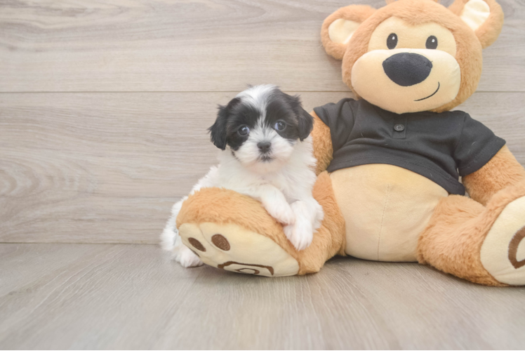 Teddy Bear Pup Being Cute