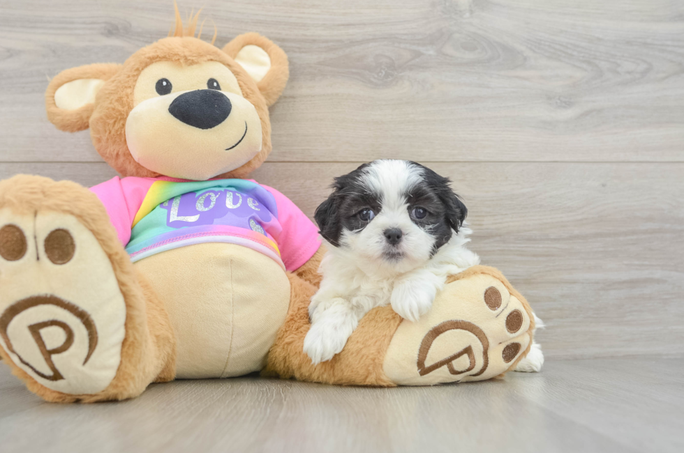 5 week old Teddy Bear Puppy For Sale - Seaside Pups