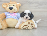 5 week old Teddy Bear Puppy For Sale - Seaside Pups