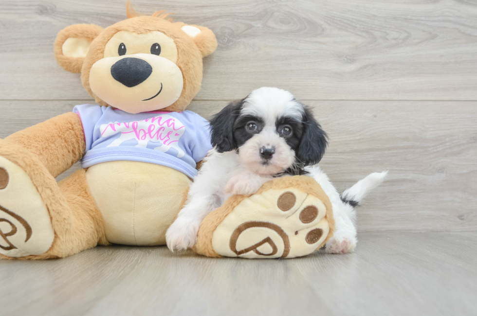 5 week old Teddy Bear Puppy For Sale - Seaside Pups