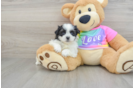 Teddy Bear Puppy for Adoption