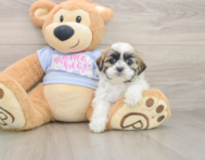 6 week old Teddy Bear Puppy For Sale - Seaside Pups