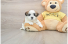 Best Teddy Bear Baby
