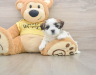 6 week old Teddy Bear Puppy For Sale - Seaside Pups