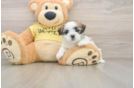 Teddy Bear Pup Being Cute