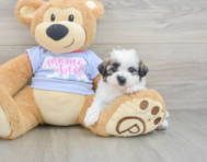 6 week old Teddy Bear Puppy For Sale - Seaside Pups