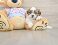 5 week old Teddy Bear Puppy For Sale - Seaside Pups