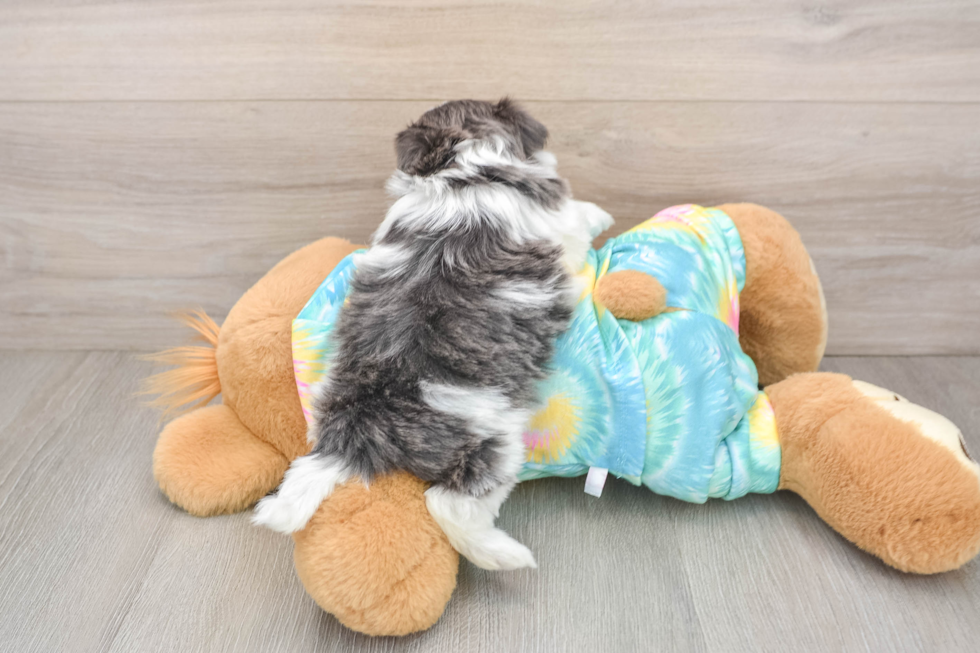 Teddy Bear Puppy for Adoption