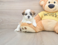 7 week old Teddy Bear Puppy For Sale - Seaside Pups