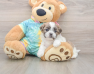 5 week old Teddy Bear Puppy For Sale - Seaside Pups
