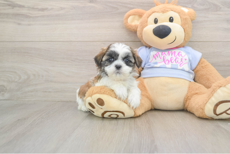 Playful Shichon Designer Puppy