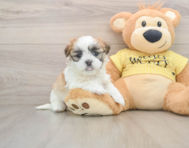 7 week old Teddy Bear Puppy For Sale - Seaside Pups