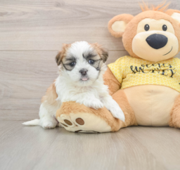8 week old Teddy Bear Puppy For Sale - Seaside Pups