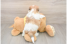 Small Teddy Bear Baby