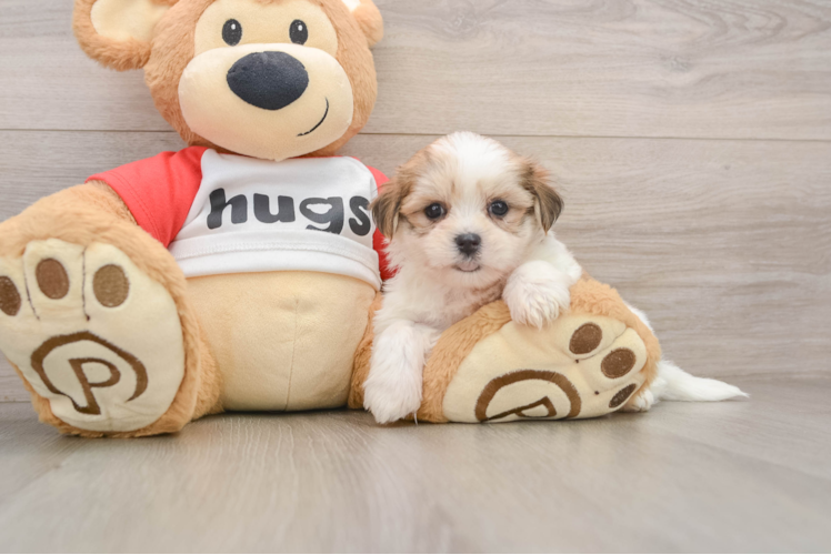 Teddy Bear Puppy for Adoption