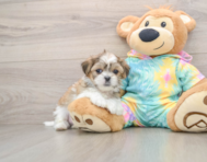 5 week old Teddy Bear Puppy For Sale - Seaside Pups