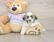5 week old Teddy Bear Puppy For Sale - Seaside Pups