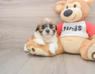 9 week old Teddy Bear Puppy For Sale - Seaside Pups