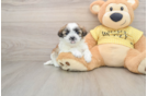 Adorable Shit Designer Puppy