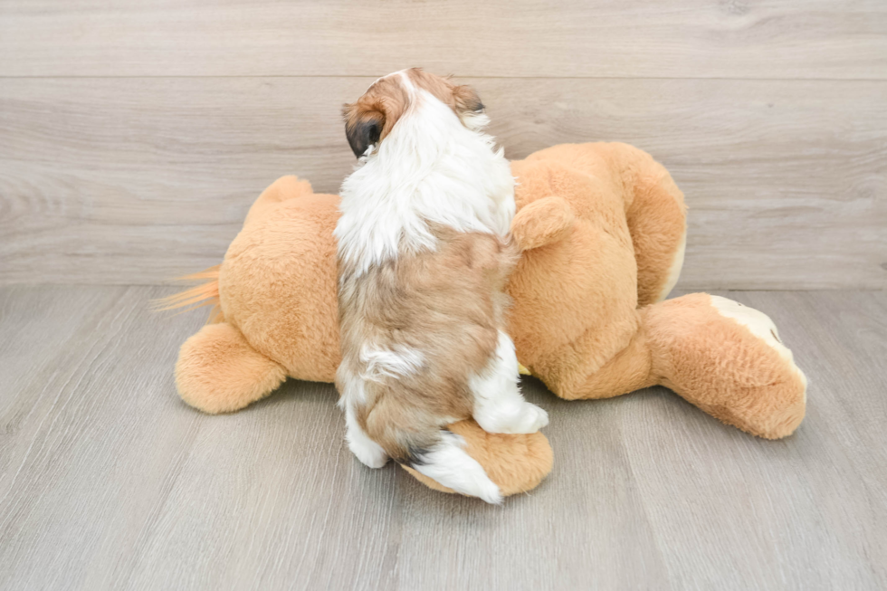 Best Teddy Bear Baby