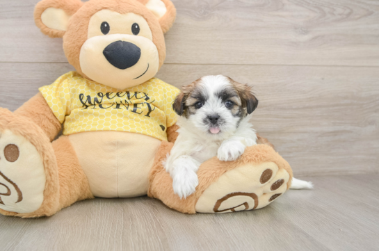 Cute Teddy Bear Baby
