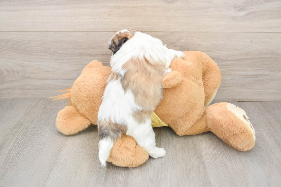 Teddy Bear Puppy for Adoption