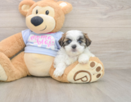 7 week old Teddy Bear Puppy For Sale - Seaside Pups