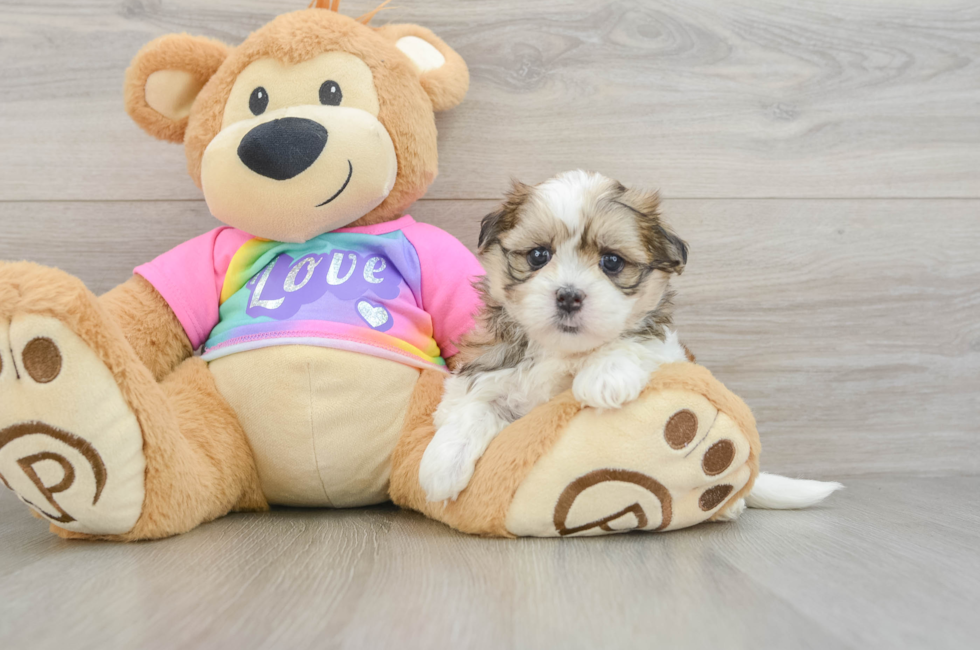 5 week old Teddy Bear Puppy For Sale - Seaside Pups