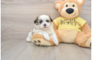 Petite Teddy Bear Designer Pup