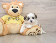 5 week old Teddy Bear Puppy For Sale - Seaside Pups