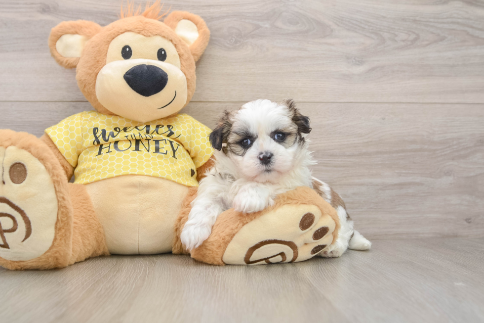Teddy Bear Puppy for Adoption
