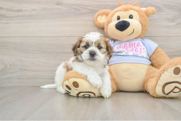 Teddy Bear Pup Being Cute