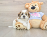 5 week old Teddy Bear Puppy For Sale - Seaside Pups