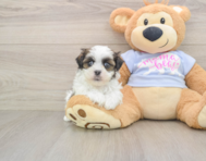 7 week old Teddy Bear Puppy For Sale - Seaside Pups
