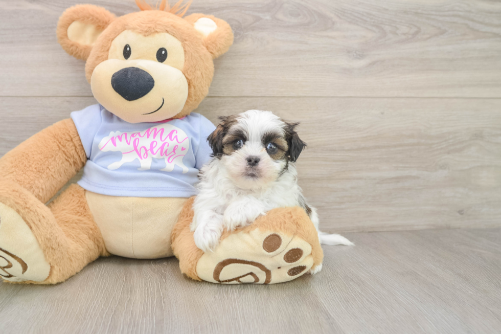 Teddy Bear Pup Being Cute