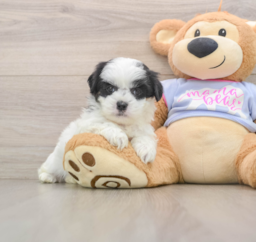 5 week old Teddy Bear Puppy For Sale - Seaside Pups