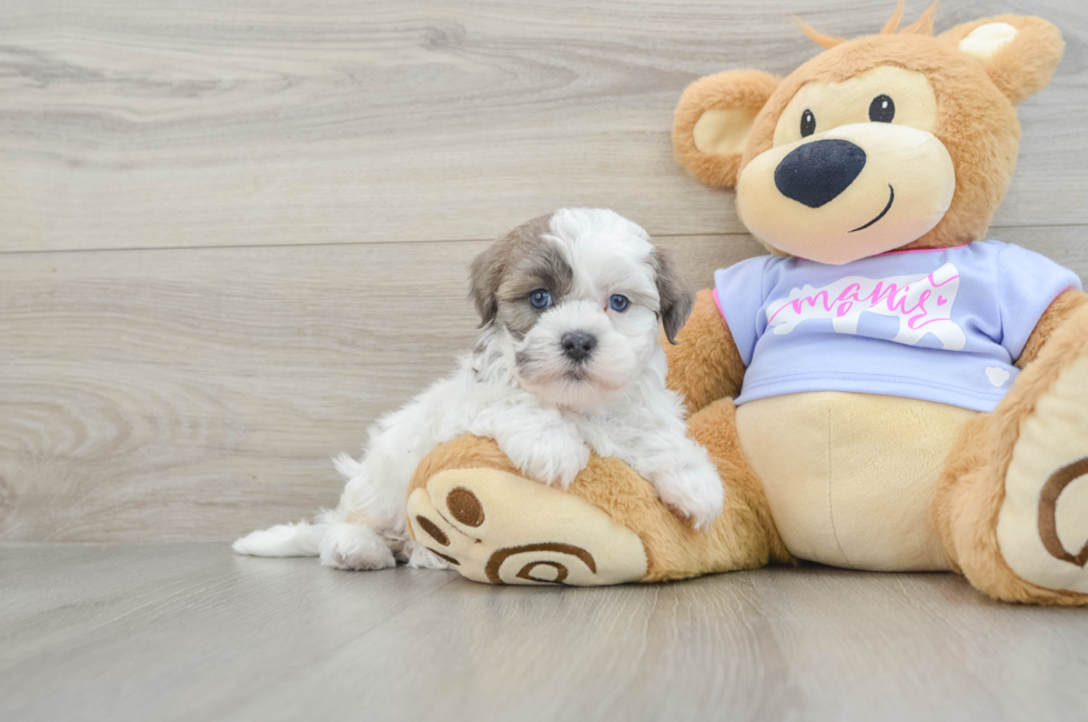 8 week old Teddy Bear Puppy For Sale - Seaside Pups