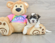 6 week old Teddy Bear Puppy For Sale - Seaside Pups
