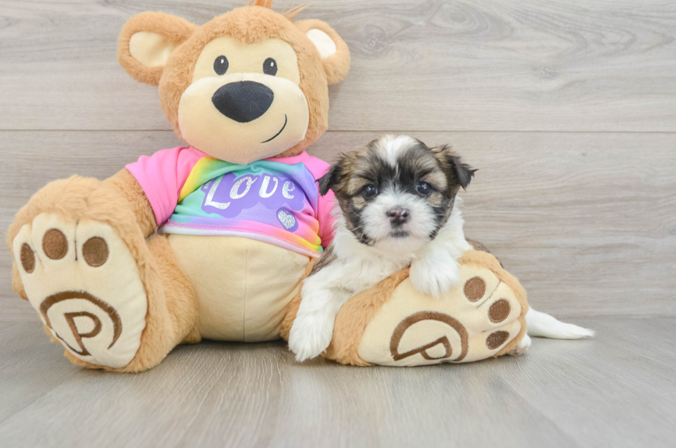 5 week old Teddy Bear Puppy For Sale - Seaside Pups