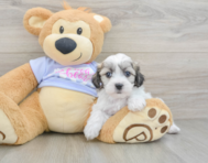 7 week old Teddy Bear Puppy For Sale - Seaside Pups