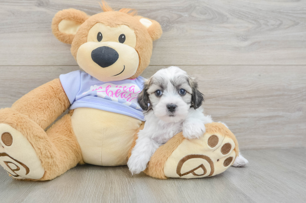 6 week old Teddy Bear Puppy For Sale - Seaside Pups